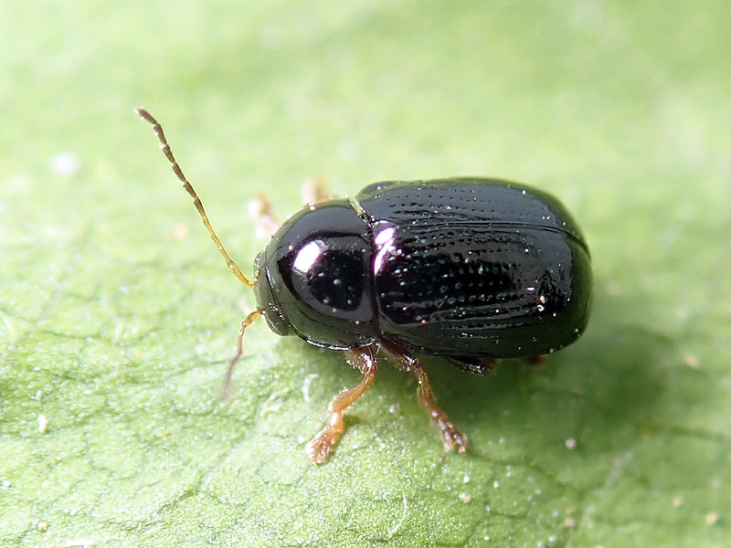 Chrysomelidae: Cryptocephalus sp.